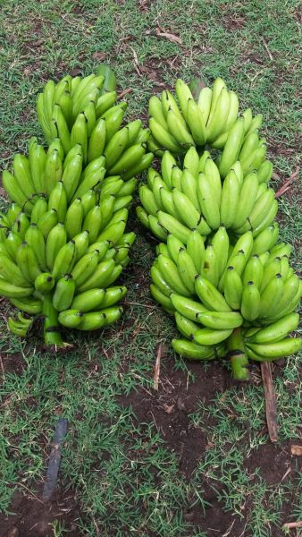 Produto Banana Princesa BRS 3